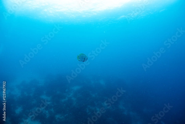 Fototapeta 熱帯魚の舞