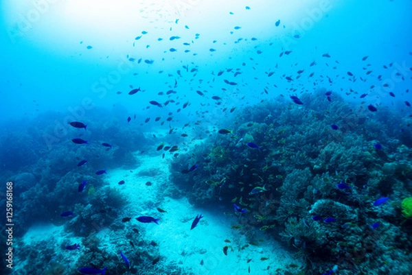 Fototapeta 熱帯魚の舞