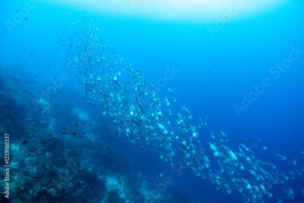 Fototapeta 熱帯魚の舞