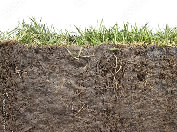 Obraz section of grass