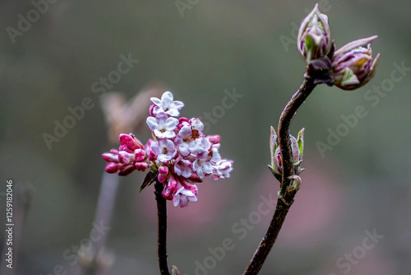 Obraz Wiosna tuż-tuż