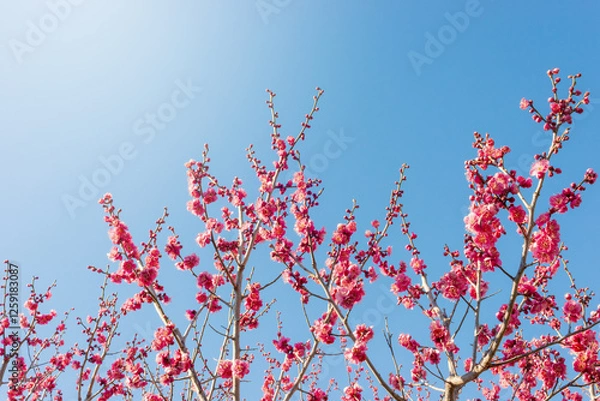 Obraz 早春に咲いた紅い梅の花、日本庭園の梅林