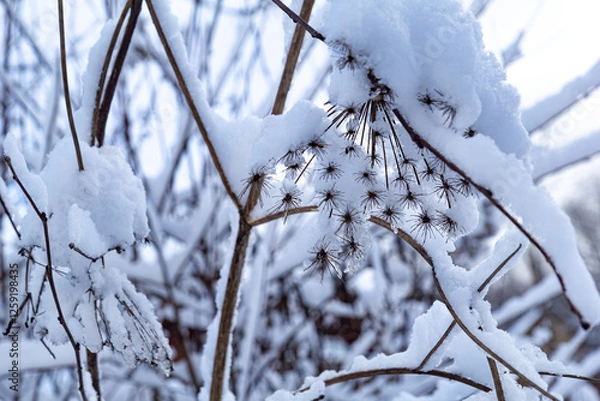 Obraz Thin branches of a deciduous tree covered in fresh white snow on a cold winter day. Peaceful winter scene with a soft frosty atmosphere