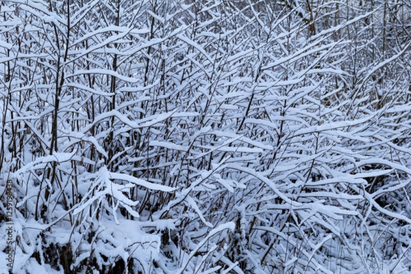 Obraz Delicate branches of a deciduous tree covered in fresh snow on a cold winter day. A beautiful close-up of winter nature