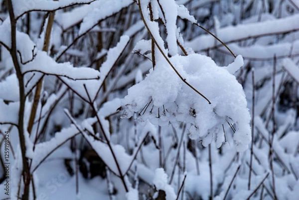 Obraz Snow-covered branches of a deciduous tree on a cold winter day. A soft and serene winter scene, seasonal, holiday themes