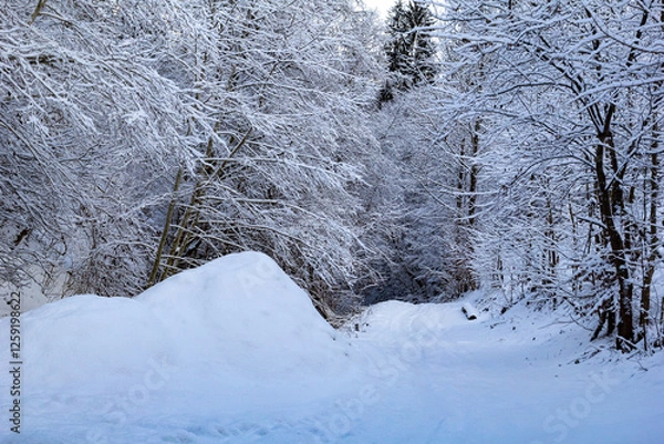 Obraz A quiet forest road covered in fresh snow, surrounded by tall snow-covered trees. A peaceful and scenic winter landscape. Beautiful bleu colors of nature