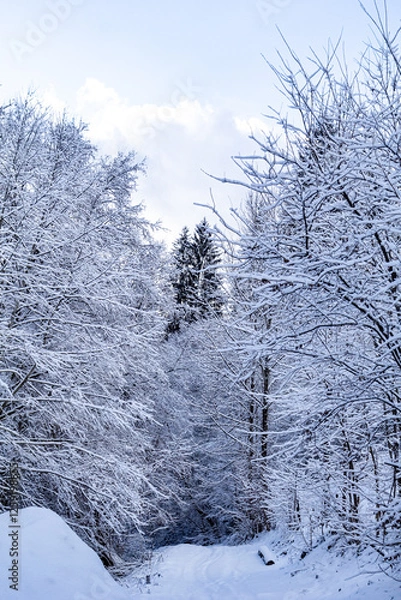 Obraz A winter forest road covered in fresh snow. The bright blue sky with white clouds. Tall snow-covered trees, peaceful magical winter landscape. Vertical photo
