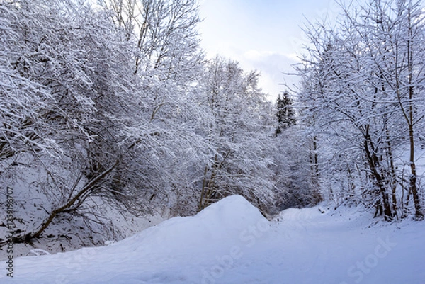 Obraz A winter forest road covered in fresh fluffy snow. The bright blue sky, magical atmosphere. Tall snow-covered trees line the road, peaceful winter scene
