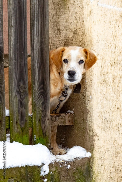 Obraz A dog peers over a rustic wooden fence covered with snow, heartwarming and nostalgic winter scene. Vertical photo