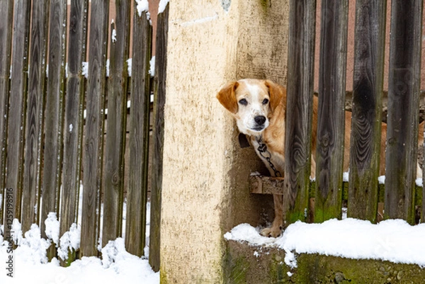 Obraz A dog peeking over a fence on a winter day. A curious dog, winter countryside moment