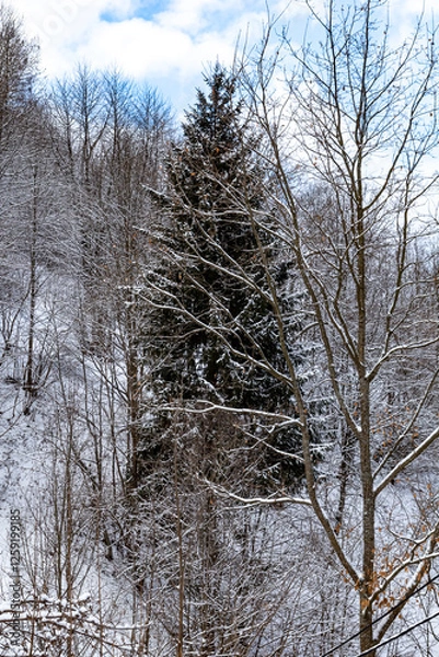 Obraz A single evergreen tree stands out among snow-covered deciduous trees, with majestic snowy mountains in the background. A beautiful and peaceful winter landscape.