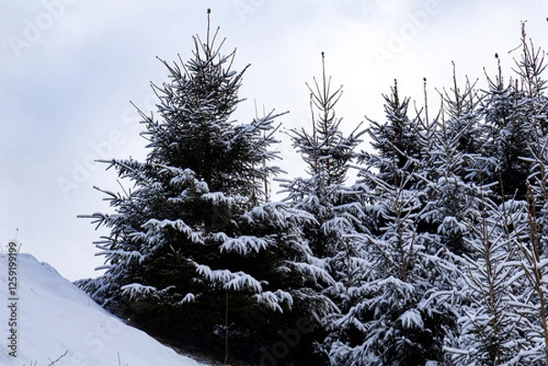 Obraz Coniferous trees covered with snow. Beautiful winter landscape, blue sky, sunny day.