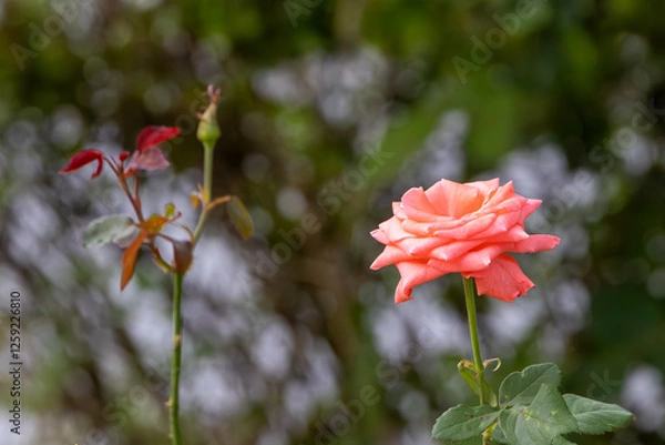 Fototapeta Tip of the branch of a rose bush with a rose in full bloom and another blurred branch with a rosebud on a green background
