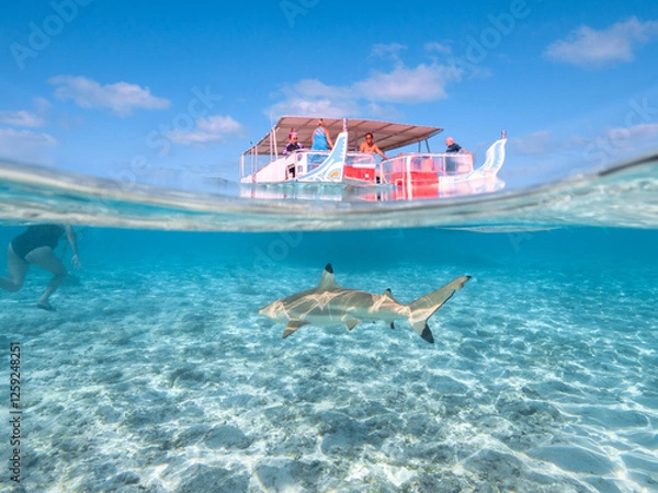 Fototapeta Swimming with reef sharks and stingrays at Bora Bora