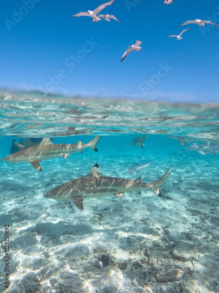 Fototapeta Swimming with reef sharks and stingrays at Bora Bora