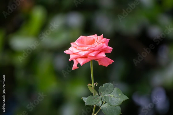 Fototapeta Tip of the branch of a rose bush with a rose in full bloom and some leaves on a green background
