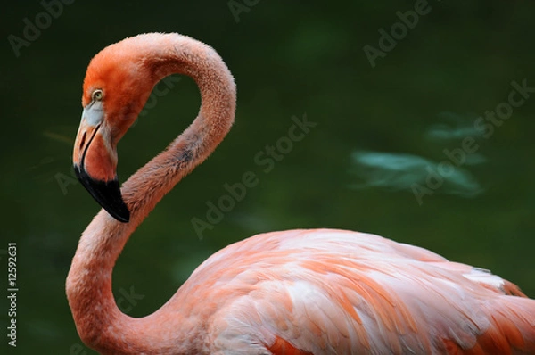Obraz Pink flamingo