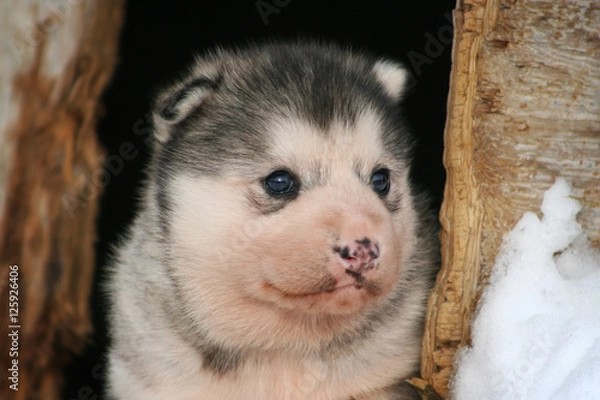 Obraz Husky Baby