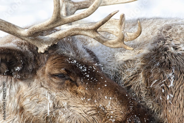 Obraz Caribou-30 celsius