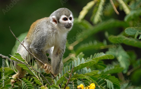 Obraz Little monkey on the tree