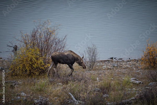 Obraz female moose grazes