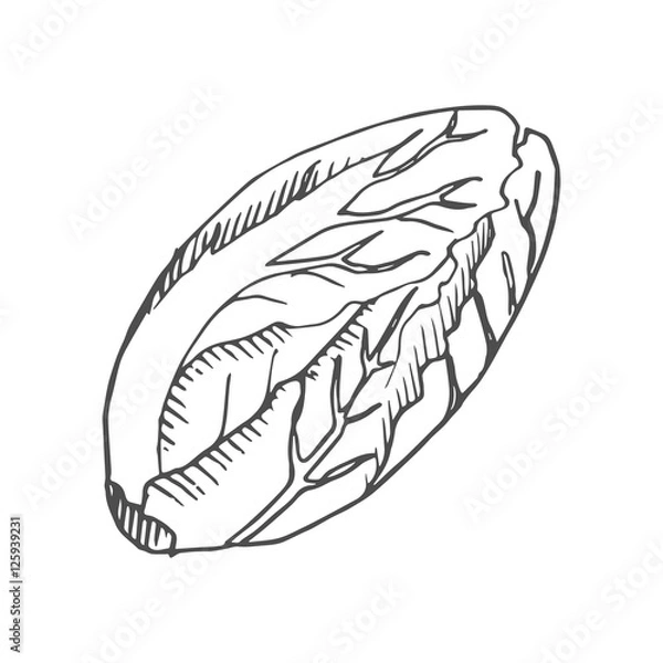 Fototapeta Chinese cabbage scetch. vector