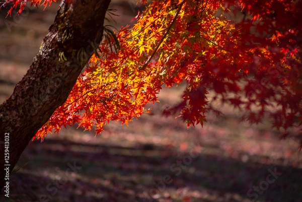 Fototapeta 紅葉