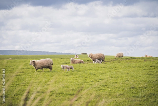 Obraz sheep in the field