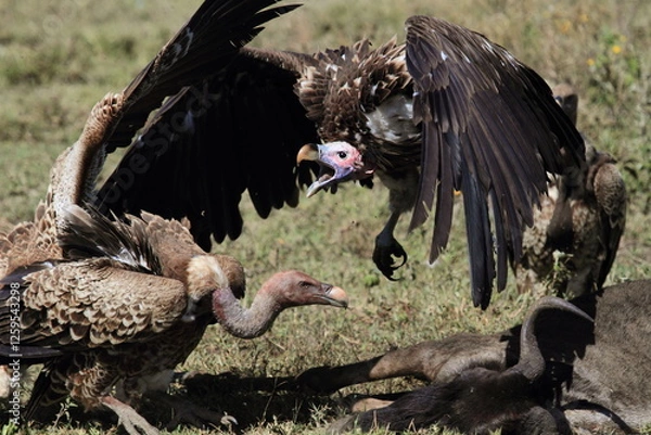 Fototapeta vulture in flight fighting other for carcass 