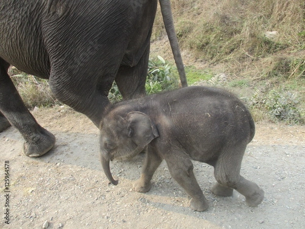 Fototapeta BABY ELEPHANT