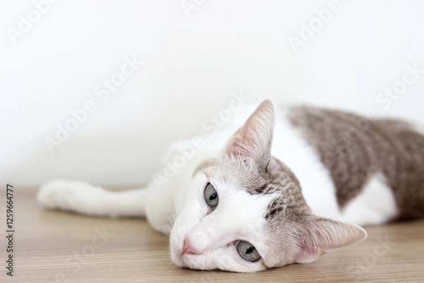 Obraz The cat lay on the wooden table in white wall room