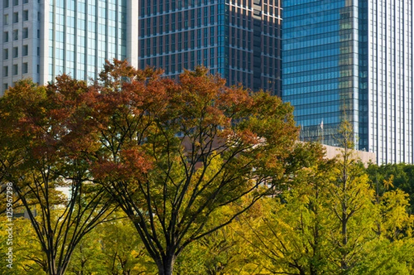 Fototapeta 丸の内オフィス街　秋・紅葉