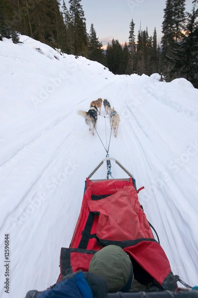 Obraz Dog sledding from driver's perspective