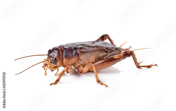Obraz Gryllidae on a white background