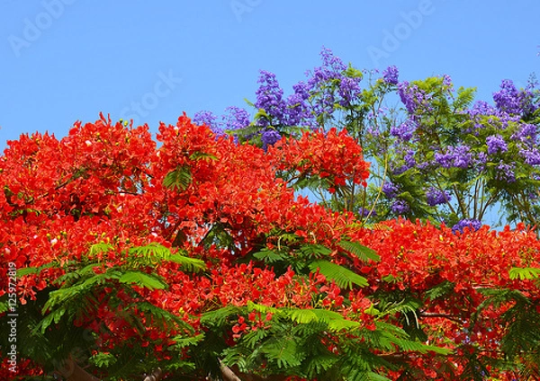 Fototapeta Flamboyant and Jacaranda trees blooming at spring in Tenerife,Canary Islands,Spain.Royal Poinciana (Delonix regia) and Jacaranda mimosifolia.Floral background.
