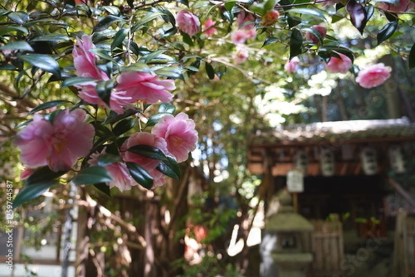 Obraz 京都府に鎮座する神社仏閣と庭園など
