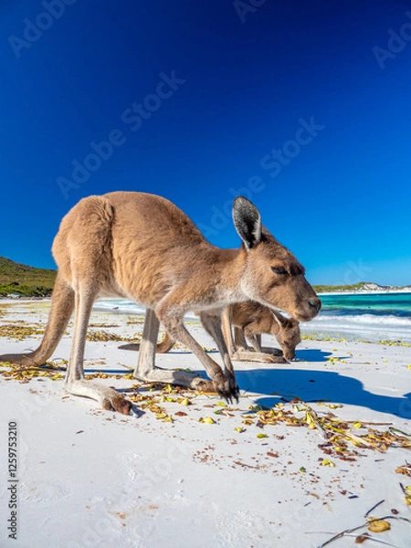 Fototapeta Kangaroos on the beach at Lucky Bay, Esperance Western Australia