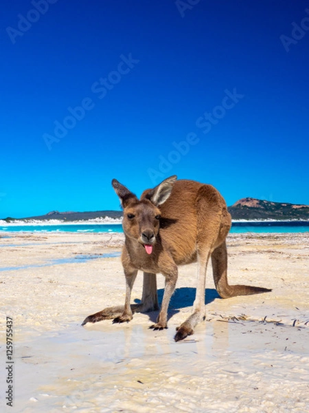 Fototapeta Kangaroos on the beach at Lucky Bay, Esperance Western Australia
