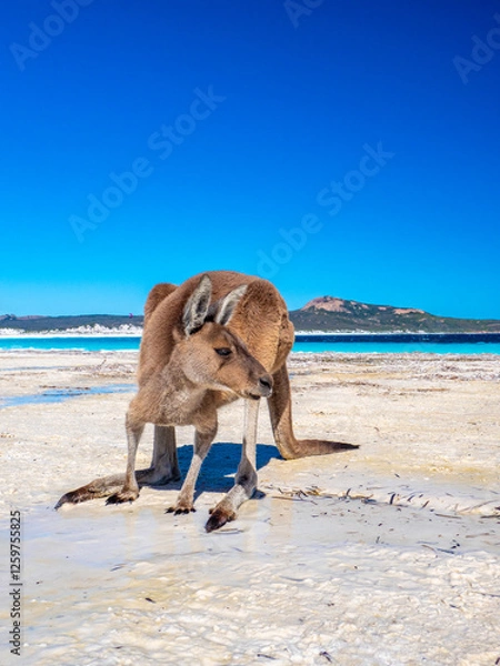 Fototapeta Kangaroos on the beach at Lucky Bay, Esperance Western Australia