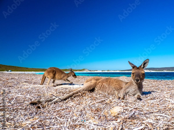 Fototapeta Kangaroos on the beach at Lucky Bay, Esperance Western Australia