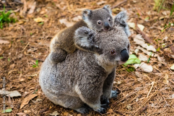 Obraz Australian koala bear native animal with baby