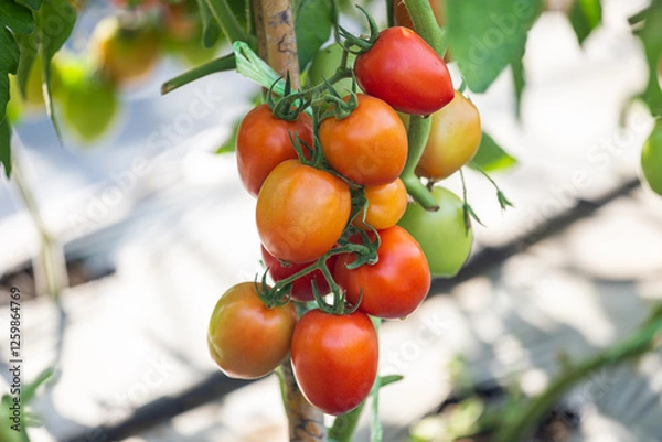 Obraz Tomato in the filed