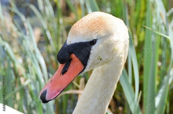 Obraz mute swan, knölsvan