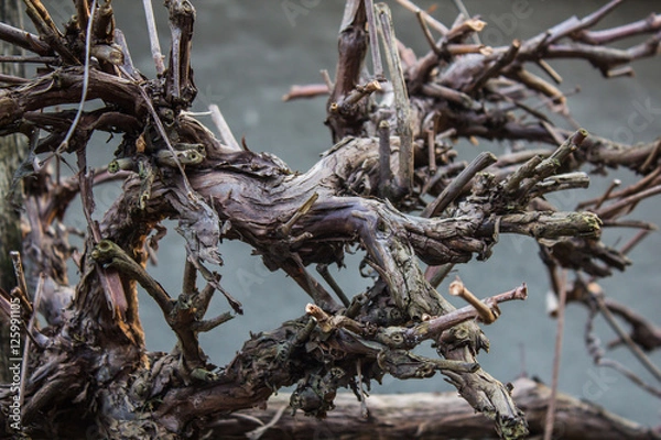 Fototapeta Spooky winding bumpy old wine tree branch