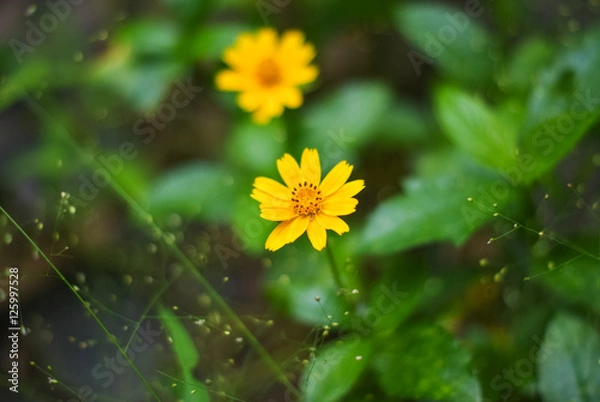 Fototapeta Little Flowers Yellow Closeup