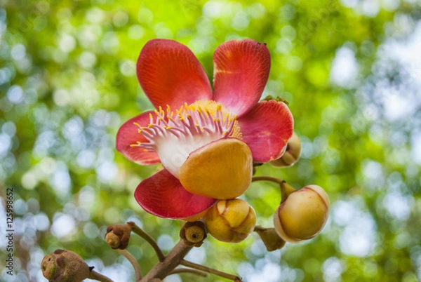 Obraz Sal flowers CloseUp