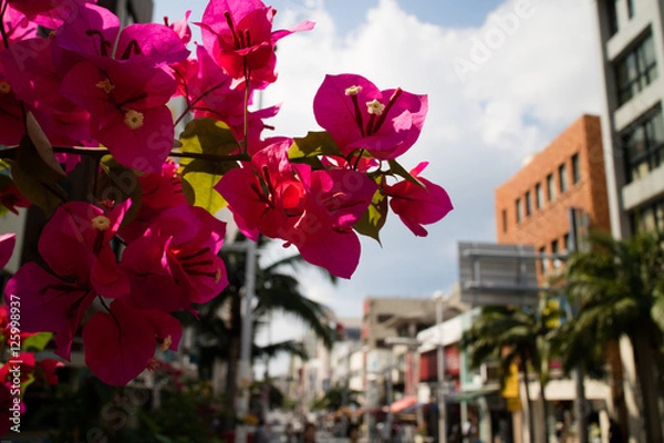 Obraz 国際通りのブーゲンビリア