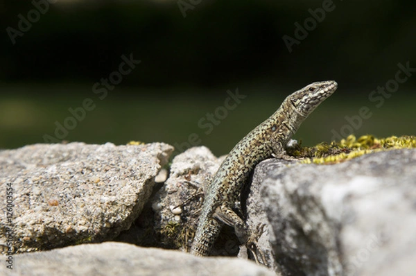 Obraz Lézard des murailles