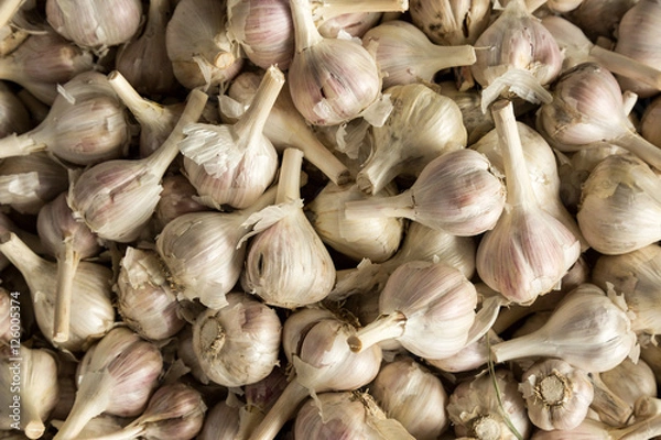 Obraz Garlic