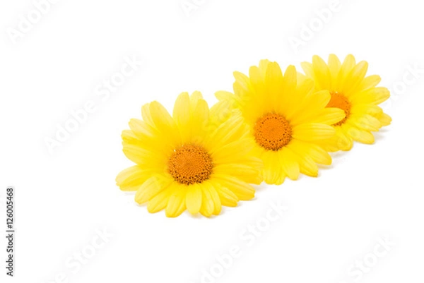 Obraz yellow daisies